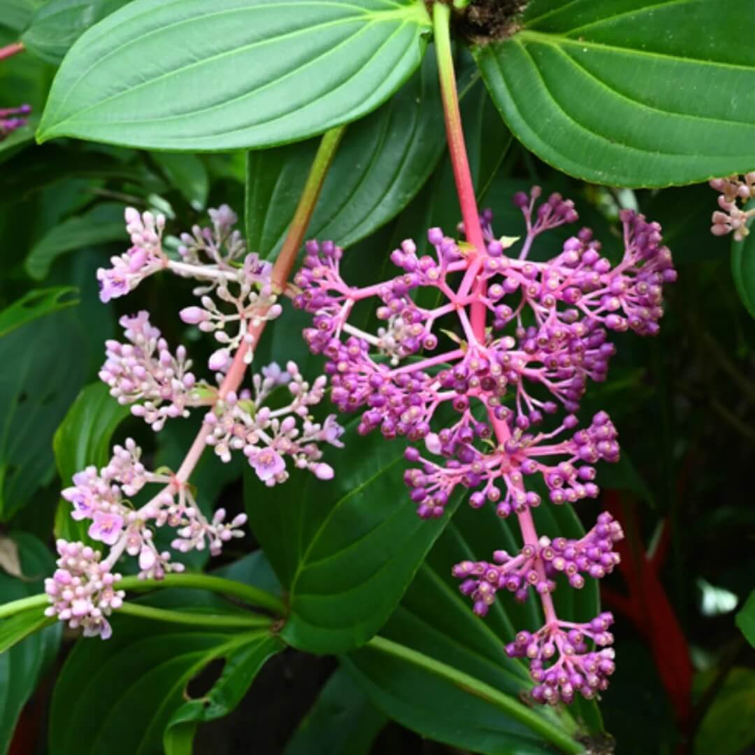 Medinilla Magnifica Seeds - Heirloom Flower Garden Seeds for Growing