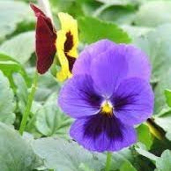 Bright Mexican Pansy Seeds - Heirloom Flower Garden Seeds for Growing
