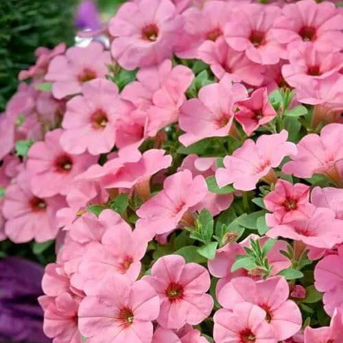 Baby Pink Petunia Seeds - Heirloom Flower Garden Seeds for Growing