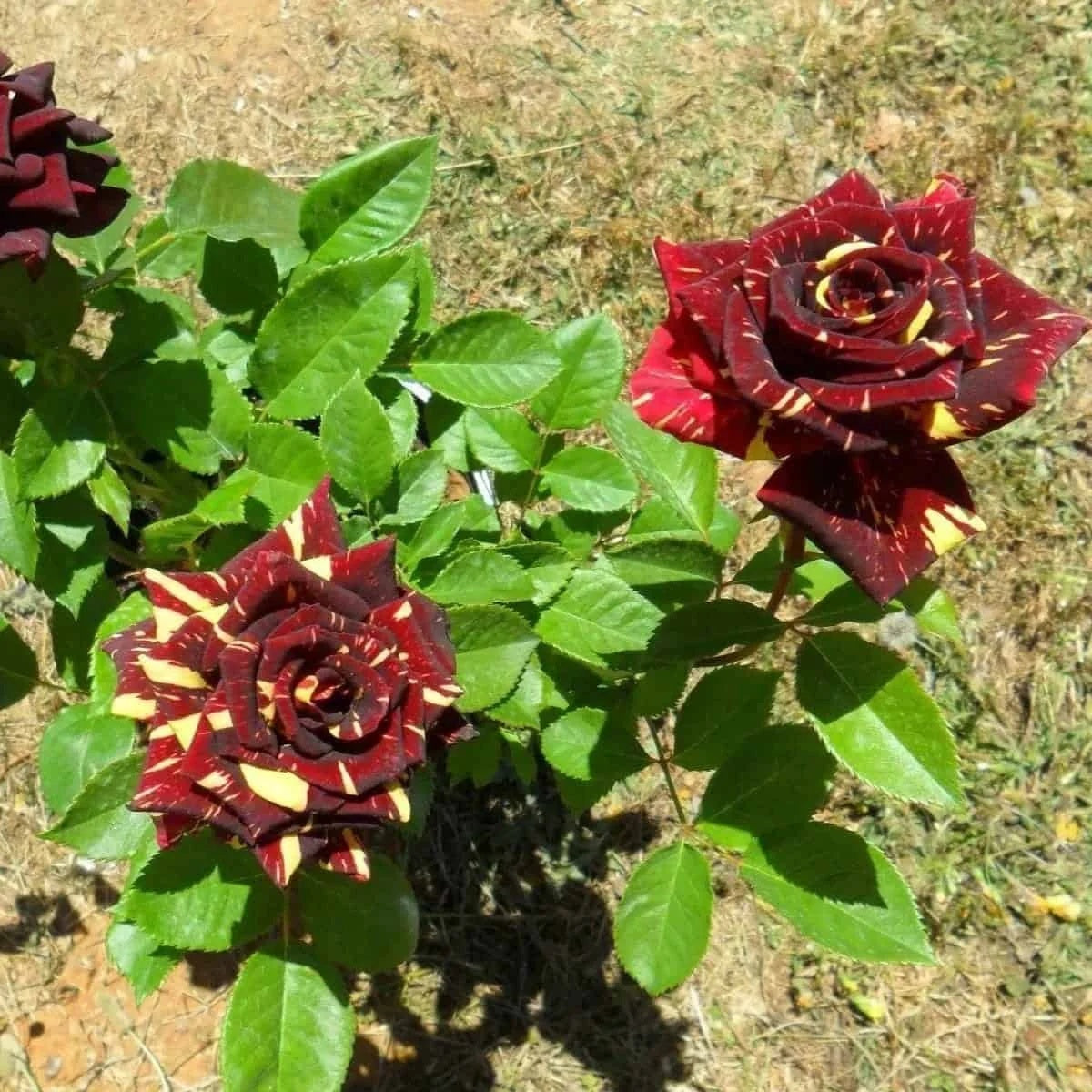 Abracadabra Rose Seeds - Heirloom Flower Garden Seeds for Growing