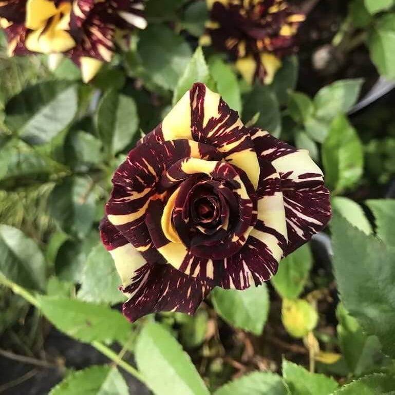 Abracadabra Rose Seeds - Heirloom Flower Garden Seeds for Growing
