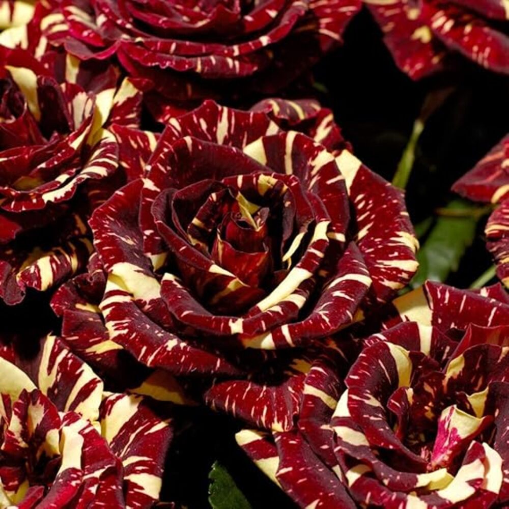 Abracadabra Rose Seeds - Heirloom Flower Garden Seeds for Growing