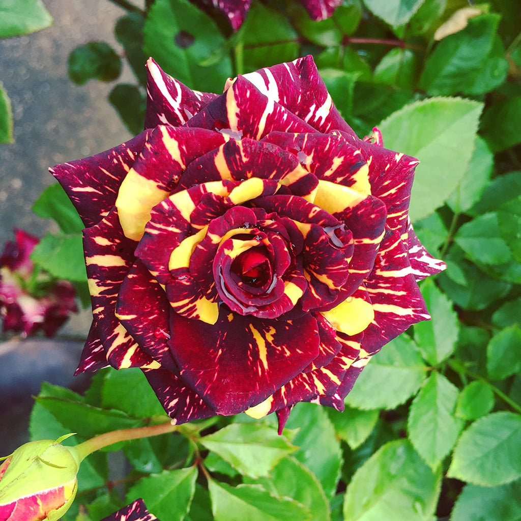 Abracadabra Rose Seeds - Heirloom Flower Garden Seeds for Growing