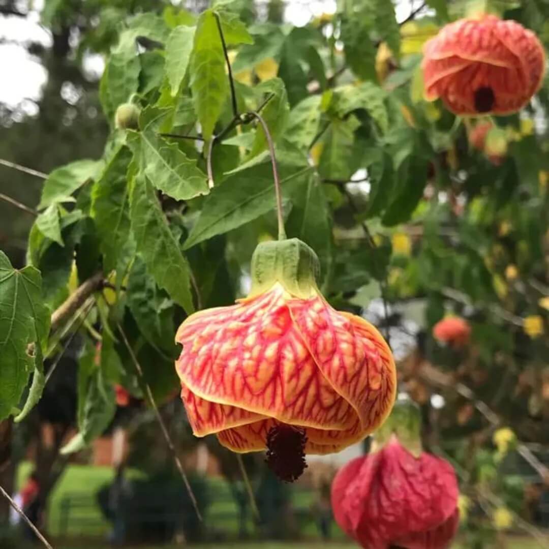 Abutilon Pictum Seeds - Heirloom Flower Garden Seeds for Growing 