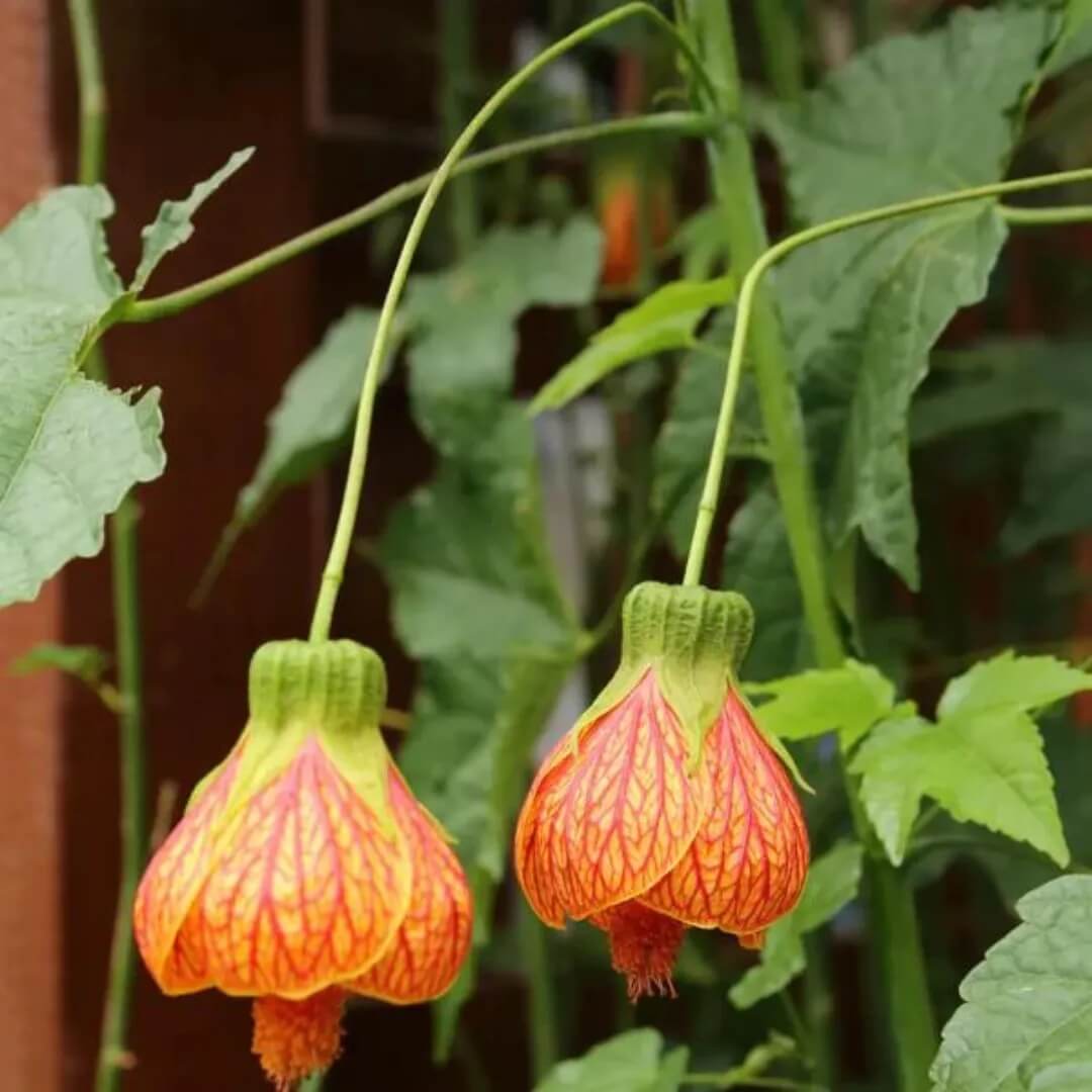 Abutilon Pictum Seeds - Heirloom Flower Garden Seeds for Growing 
