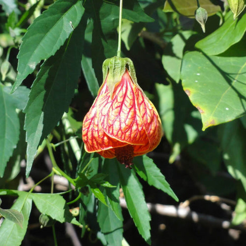 Abutilon Pictum Seeds - Heirloom Flower Garden Seeds for Growing 