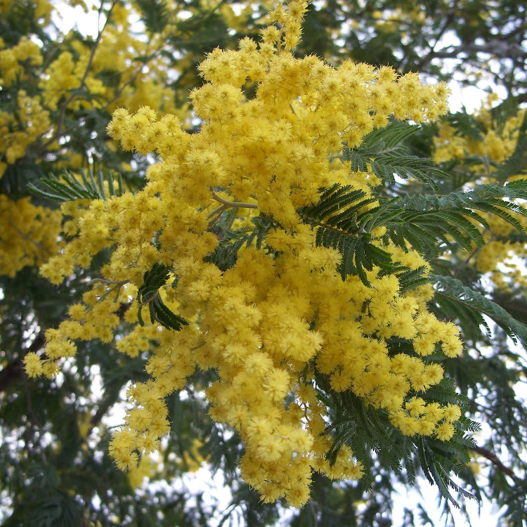 Acacia Dealbata Seeds - Heirloom Flower Garden Seeds for Growing