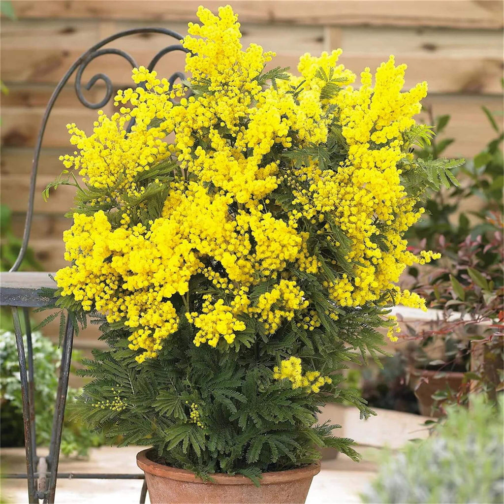 Acacia Dealbata Seeds - Heirloom Flower Garden Seeds for Growing