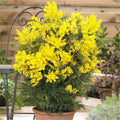 Acacia Dealbata Seeds - Heirloom Flower Garden Seeds for Growing