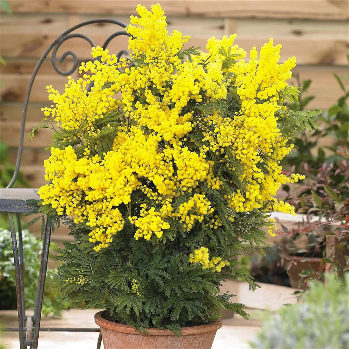 Acacia Dealbata Seeds - Heirloom Flower Garden Seeds for Growing