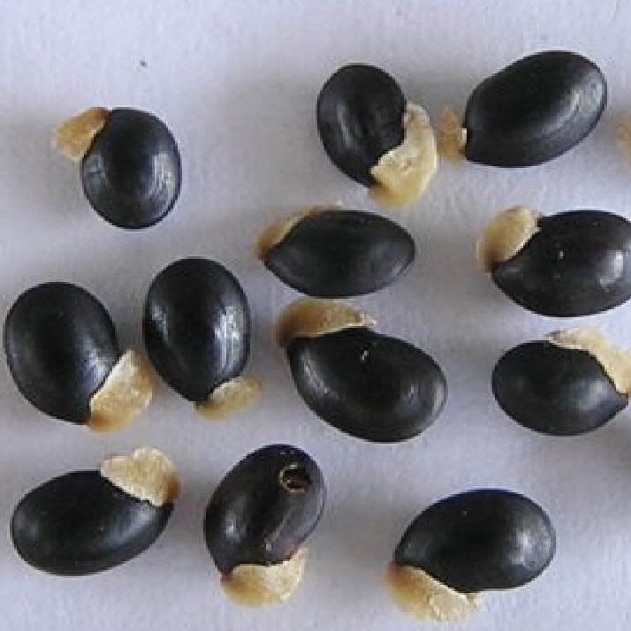 Acacia Dealbata Seeds - Heirloom Flower Garden Seeds for Growing