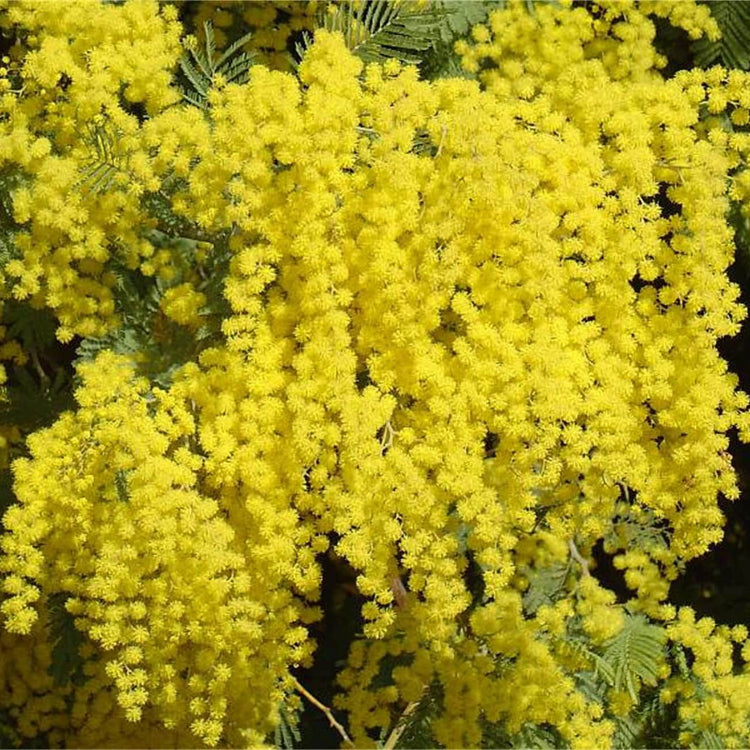 Acacia Dealbata Seeds - Heirloom Flower Garden Seeds for Growing