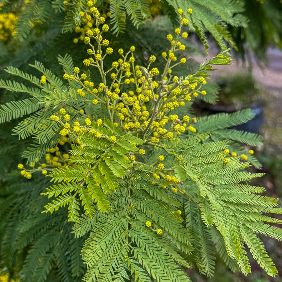 Acacia Dealbata Seeds - Heirloom Flower Garden Seeds for Growing
