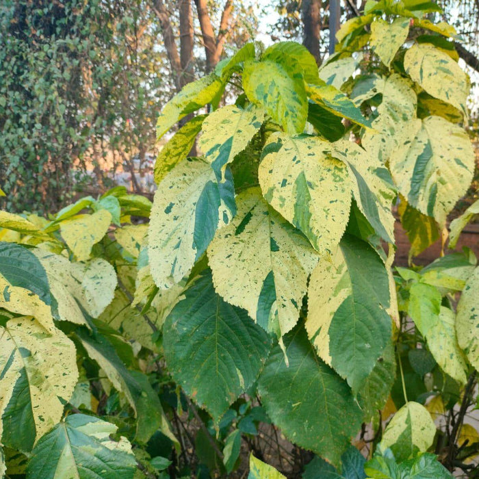 Acalypha Seeds - Heirloom Flower Garden Seeds for Growing