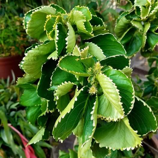 Acalypha Seeds - Heirloom Flower Garden Seeds for Growing