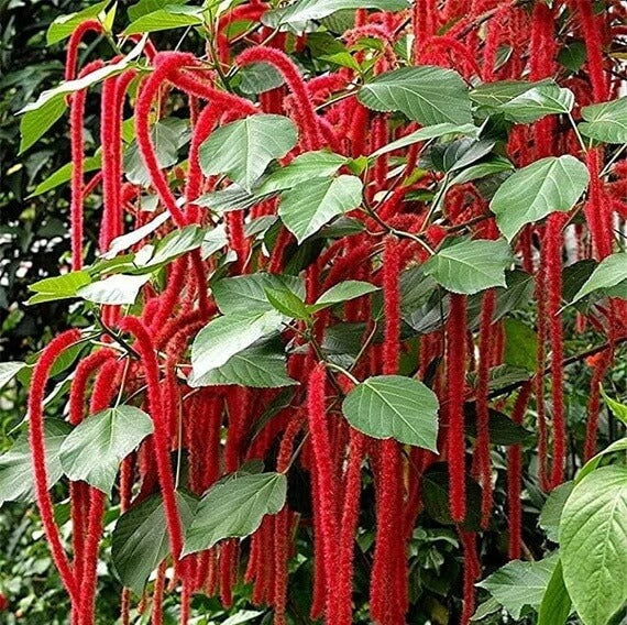 Acalypha Seeds - Heirloom Flower Garden Seeds for Growing