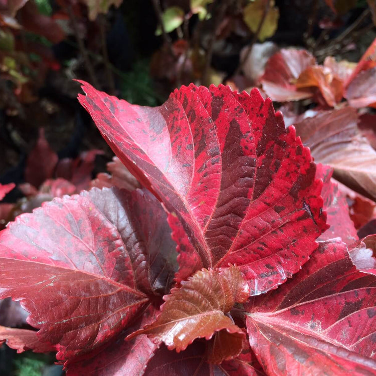 Acalypha Seeds - Heirloom Flower Garden Seeds for Growing