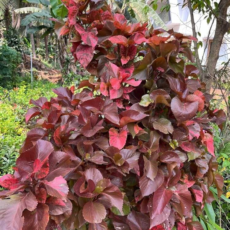 Acalypha Seeds - Heirloom Flower Garden Seeds for Growing