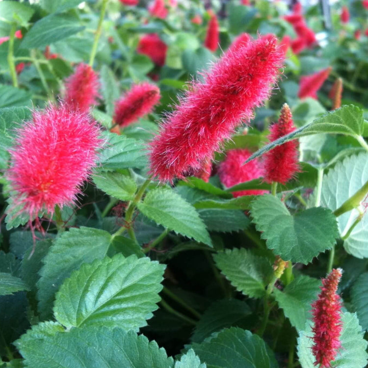 Acalypha Seeds - Heirloom Flower Garden Seeds for Growing