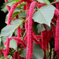 Acalypha Seeds - Heirloom Flower Garden Seeds for Growing