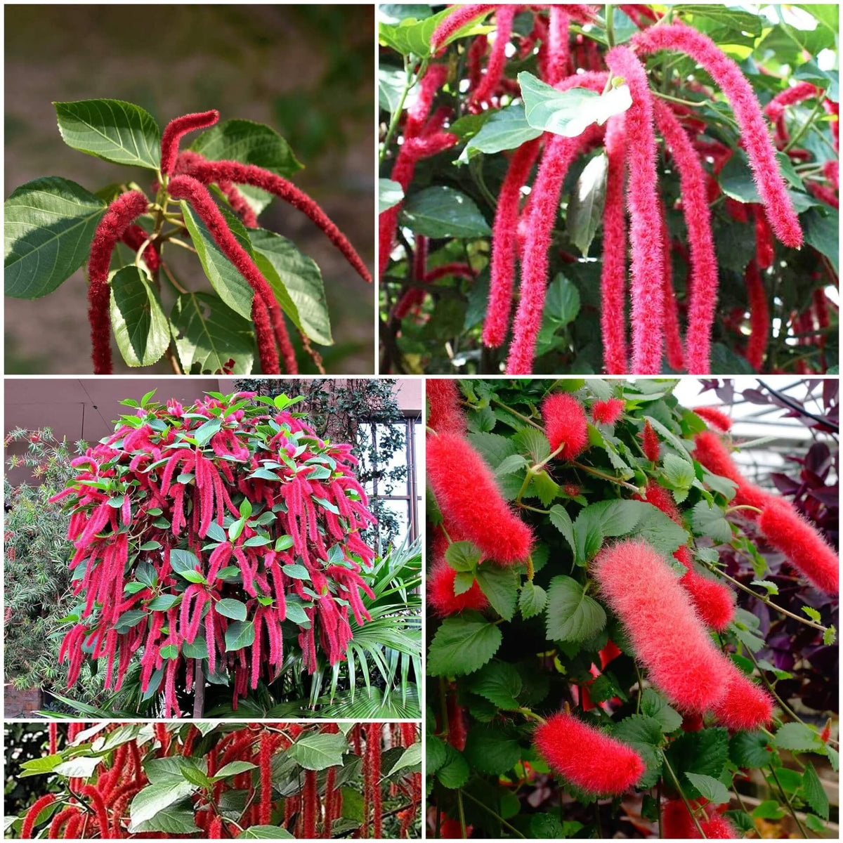 Acalypha Seeds - Mixed Garden Seeds for Growing