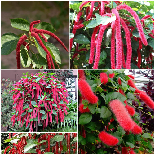 Acalypha Seeds - Mixed Garden Seeds for Growing