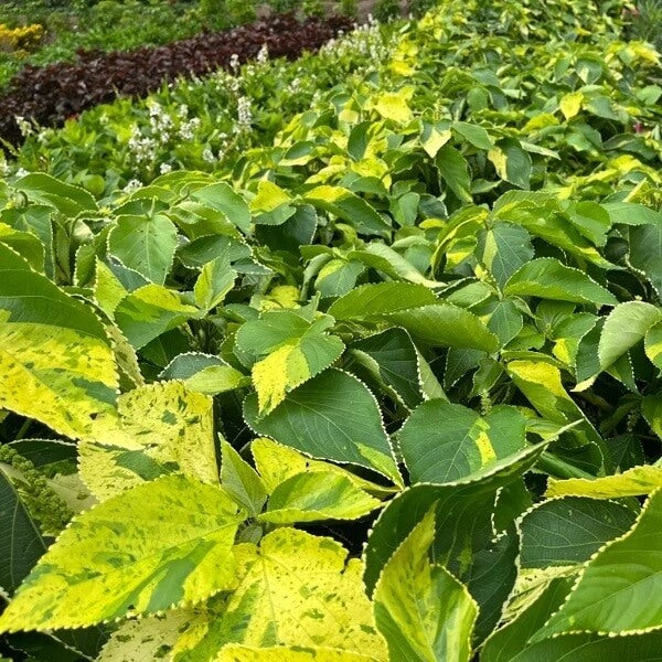 Acalypha Seeds - Mixed Garden Seeds for Growing