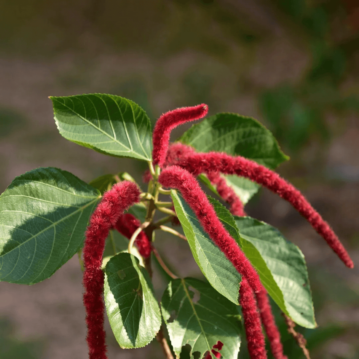 Acalypha Seeds - Mixed Garden Seeds for Growing