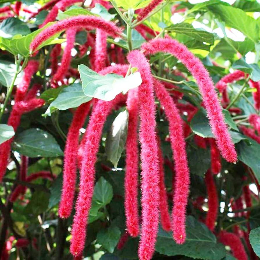 Acalypha Seeds - Mixed Garden Seeds for Growing