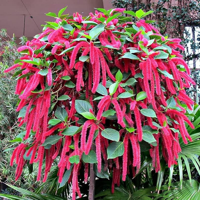 Acalypha Seeds - Mixed Garden Seeds for Growing