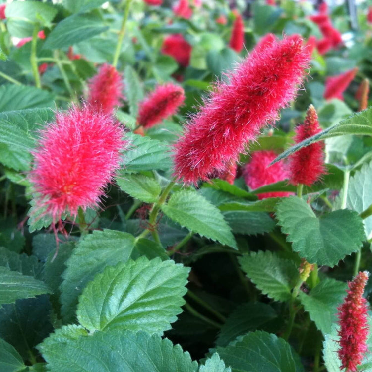 Acalypha Seeds - Mixed Garden Seeds for Growing