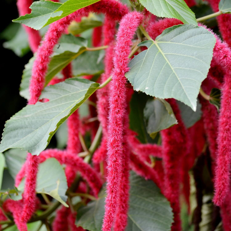 Acalypha Seeds - Mixed Garden Seeds for Growing