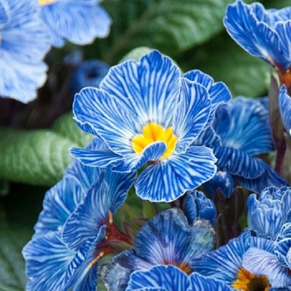 Acaulis Light Blue Primula Seeds -  Heirloom Flower Garden Seeds for Growing