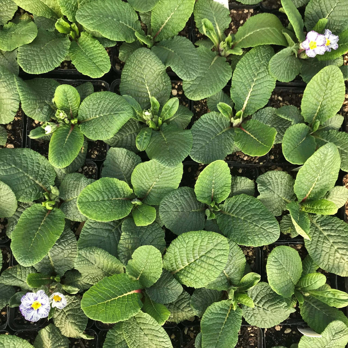 Acaulis Light Blue Primula Seeds -  Heirloom Flower Garden Seeds for Growing