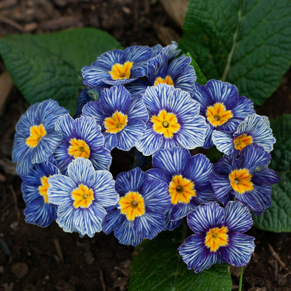 Acaulis Light Blue Primula Seeds -  Heirloom Flower Garden Seeds for Growing
