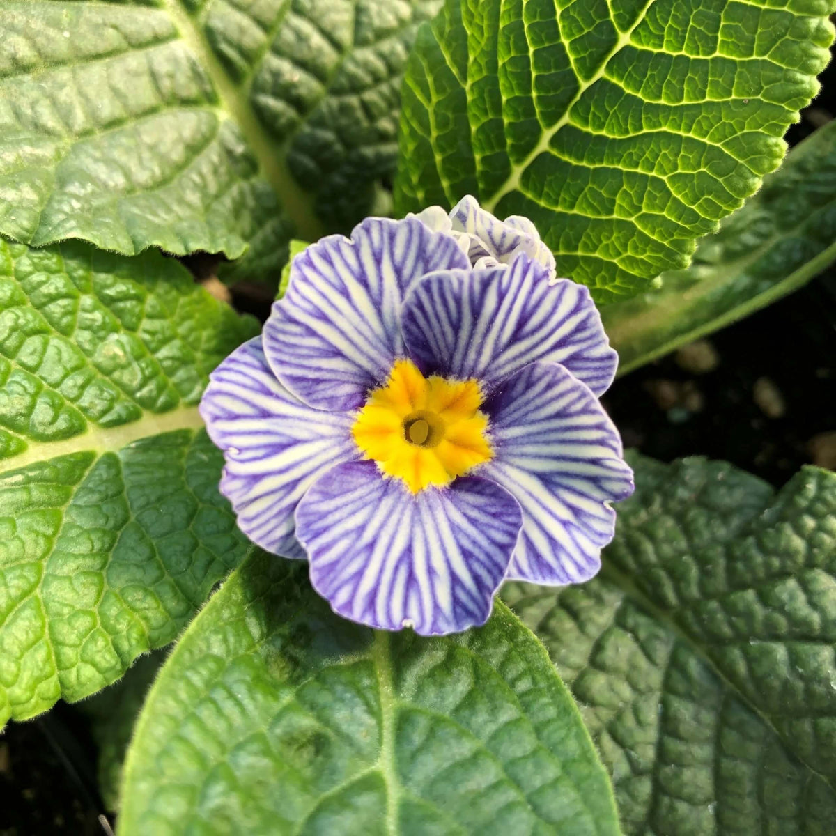 Acaulis Light Blue Primula Seeds -  Heirloom Flower Garden Seeds for Growing