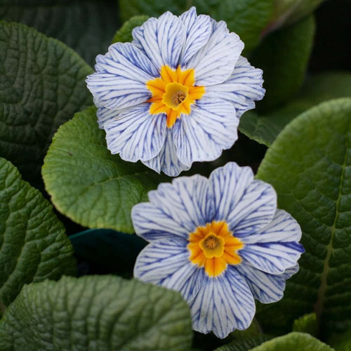 Acaulis Light Blue Primula Seeds -  Heirloom Flower Garden Seeds for Growing