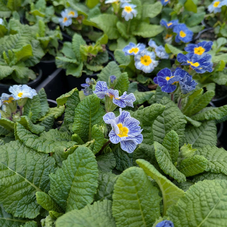 Acaulis Light Blue Primula Seeds -  Heirloom Flower Garden Seeds for Growing