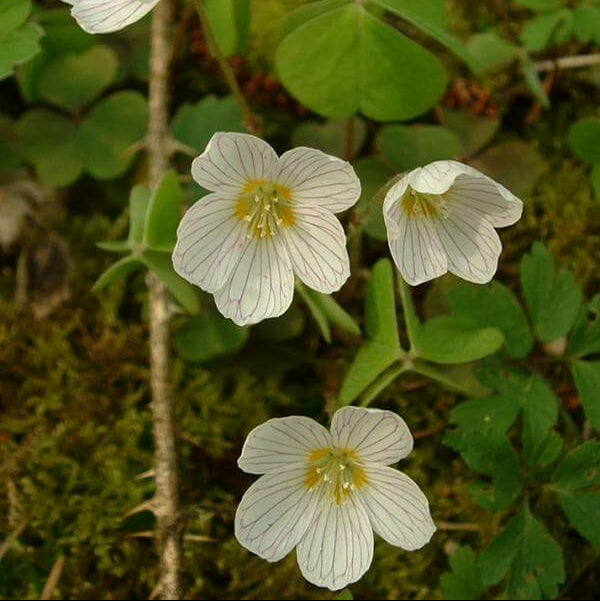 Acetosella oxalis seeds - Heirloom Flower Garden Seeds for Growing