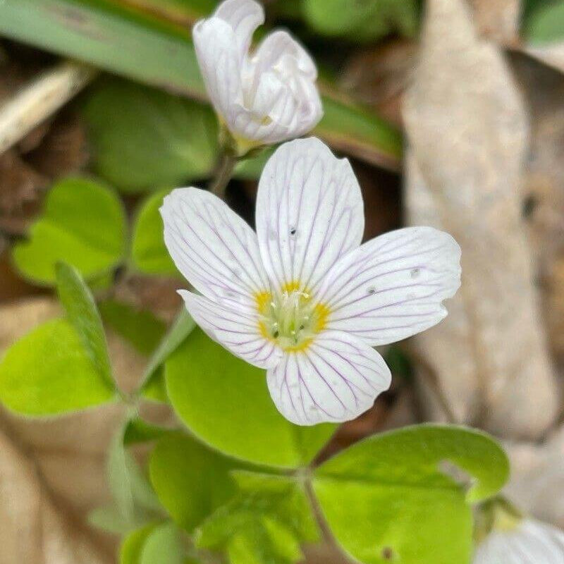 Acetosella oxalis seeds - Heirloom Flower Garden Seeds for Growing