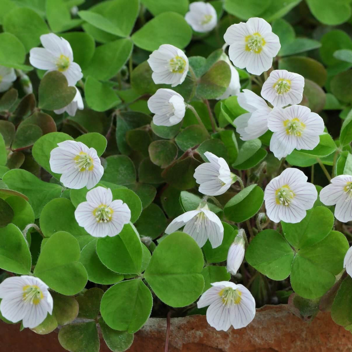 Acetosella oxalis seeds - Heirloom Flower Garden Seeds for Growing