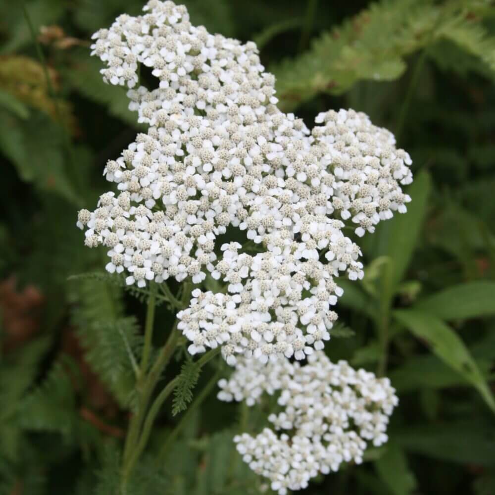 Achillea Millefolium Yarrow Seeds - Heirloom Flower Garden Seeds for Growing