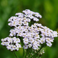 Achillea Millefolium Yarrow Seeds - Heirloom Flower Garden Seeds for Growing