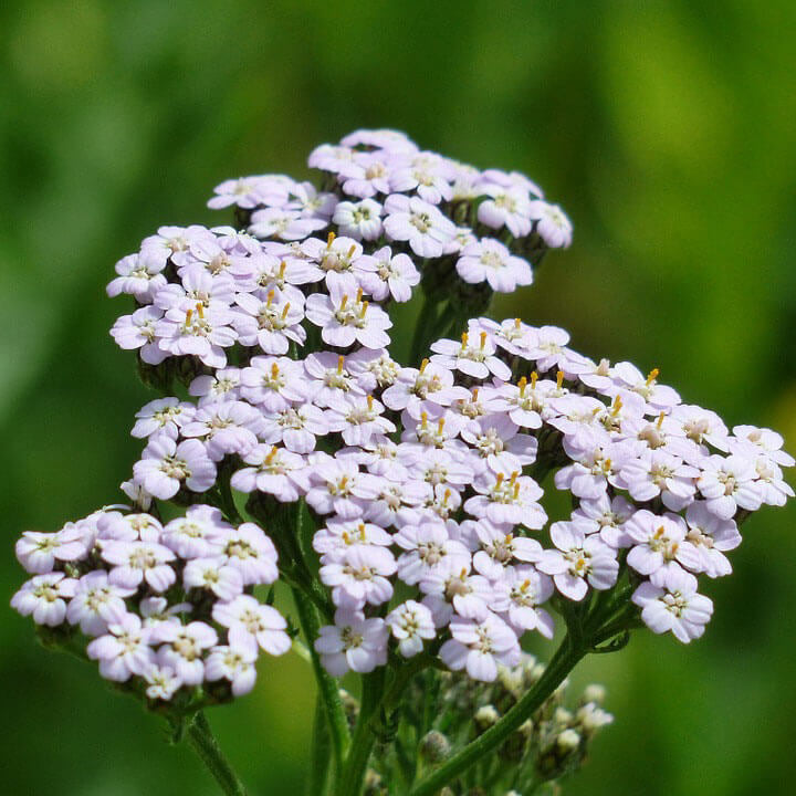 Achillea Millefolium Yarrow Seeds - Heirloom Flower Garden Seeds for Growing