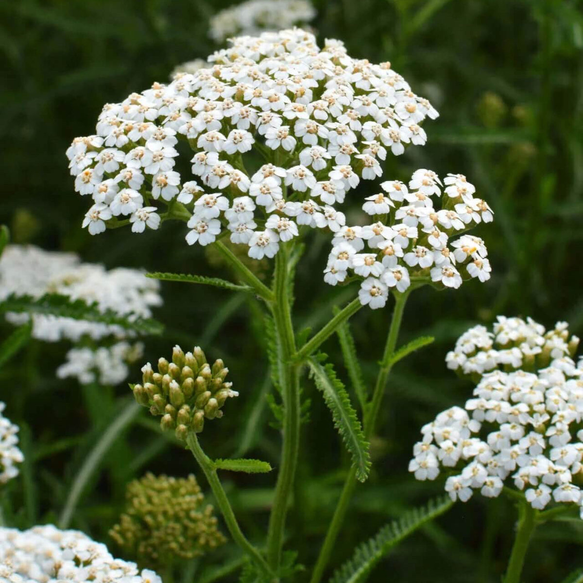 Achillea Millefolium Yarrow Seeds - Heirloom Flower Garden Seeds for Growing