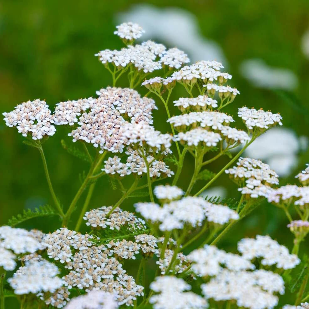 Achillea Millefolium Yarrow Seeds - Heirloom Flower Garden Seeds for Growing