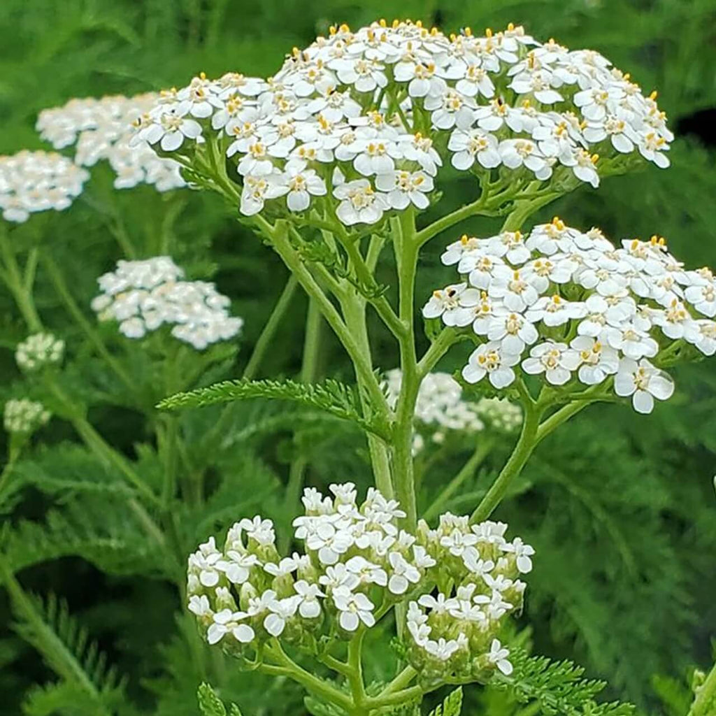 Achillea Millefolium Yarrow Seeds - Heirloom Flower Garden Seeds for Growing