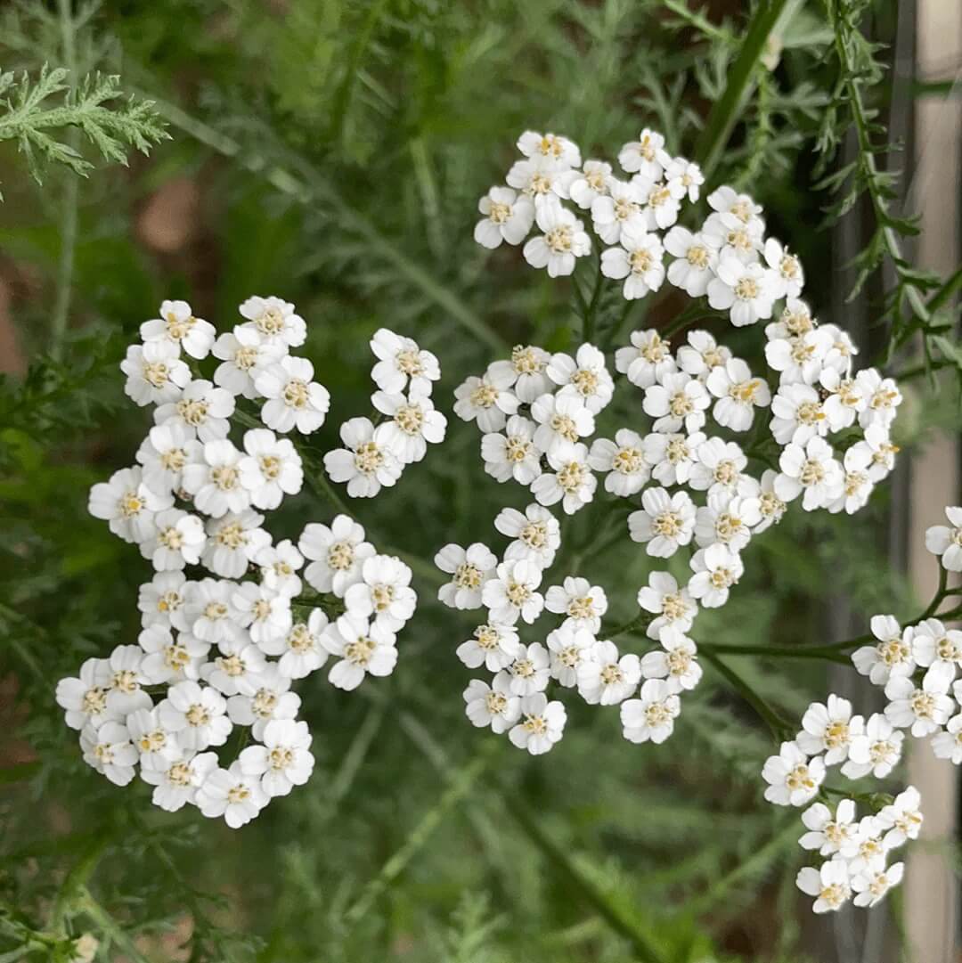 Achillea Millefolium Yarrow Seeds - Heirloom Flower Garden Seeds for Growing
