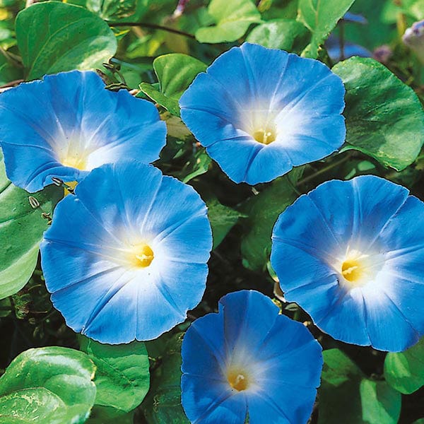 Ackerwinde Morning Glory Seeds - Heirloom Flower Garden Seeds for Growing
