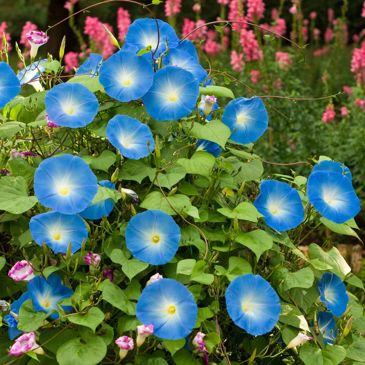 Ackerwinde Morning Glory Seeds - Heirloom Flower Garden Seeds for Growing